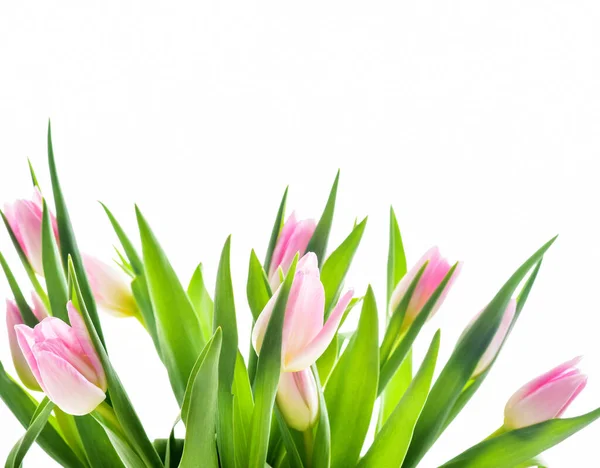 Spring Tulip Flowers White Kumpulan Tulip Tulip Pink — Stok Foto