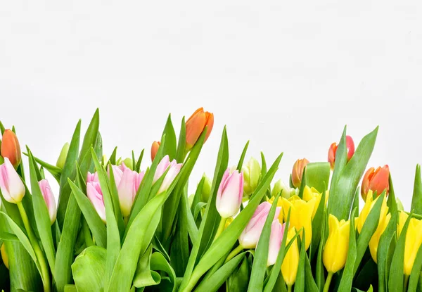 Vårtulpan Blommor Över Vitt Tulpaner Rosa Tulpaner — Stockfoto