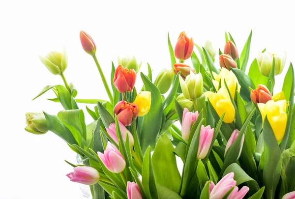 Весняний Тюльпан Квіти Над Білим Тюльпани Збираються Рожеві Тюльпани — стокове фото