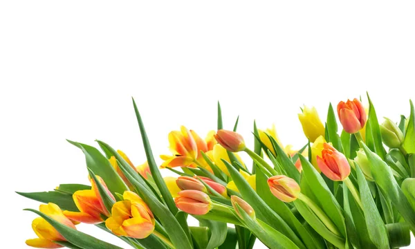 Spring Tulip Flowers Sekelompok Tulip — Stok Foto