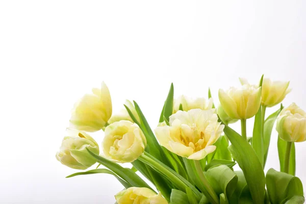 Spring Tulip Flowers Sekelompok Tulip — Stok Foto