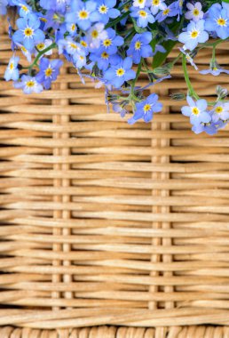 Sepet arka planında unutun beni çiçeği.