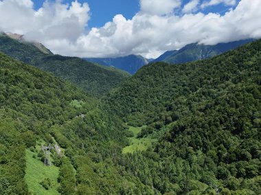 A lush green forest with a mountain range in the background. The sky is clear and blue, and the trees are tall and dense. Scene is peaceful and serene, with the natural beauty of the forest