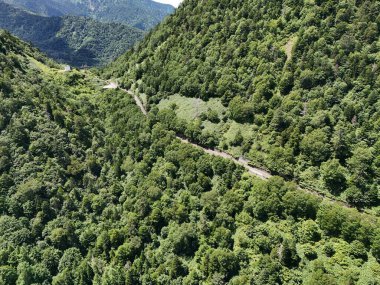 Ağaçların arasından geçen dolambaçlı bir dağ sırası. Yol yemyeşil ağaçlarla çevrili ve gökyüzü temiz.