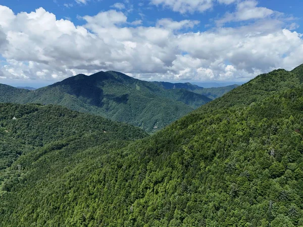 A lush green forest with a mountain range in the background. The sky is clear and blue, and the trees are tall and dense. Scene is peaceful and serene, with the natural beauty of the forest