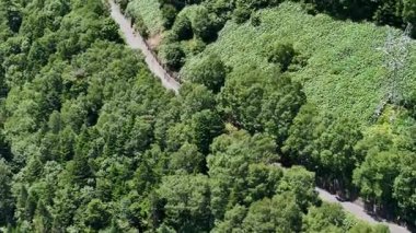 Yeşil ağaçların ve dolambaçlı yolların havadan görünüşü