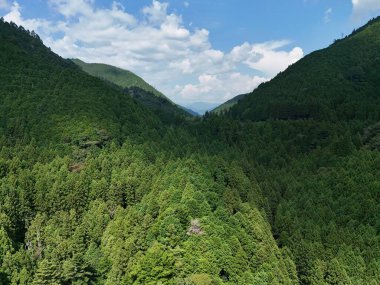 Arkasında dağ sıraları olan yemyeşil bir orman. Ağaçlar uzun ve yoğundur, derinlik ve dinginlik duygusu yaratırlar. Gökyüzü açık ve mavi