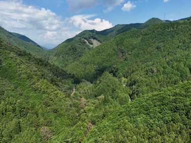Arkasında dağ olan yemyeşil bir orman. Gökyüzü açık ve güneş parlıyor.