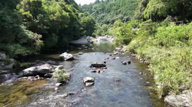 Bereketli yeşil orman manzarasında akan sakin bir nehir.