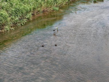 Bir grup ördek nehirde yüzüyor. Su bulanık ve ördekler suyun her tarafına dağılmış.
