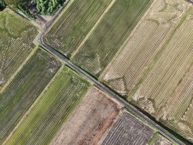 İçinden yol geçen bir çiftlik. Yol farklı türde ekinlerle çevrilidir. Yol ve tarlalar kalabalık olmadığı için, huzur ve sükunet kavramı