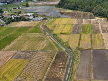 İçinde yol olan bir ekin tarlası. Yol sarı ve yeşil bir tarla ile çevrili.