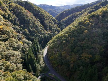 İki tarafında ağaçlar olan bir dağ yolu. Yol dolambaçlı ve dar ve ağaçlar yemyeşil. Huzur ve doğal güzellik kavramı