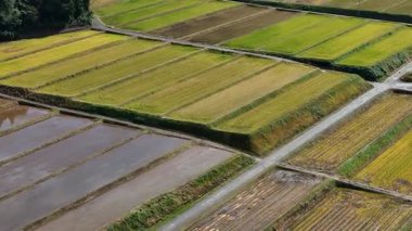 Yeşil ve kahverengi pirinç tarlalarının havadan görünüşü