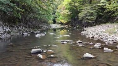 Bereketli yeşil orman manzarasında akan sakin bir nehir.