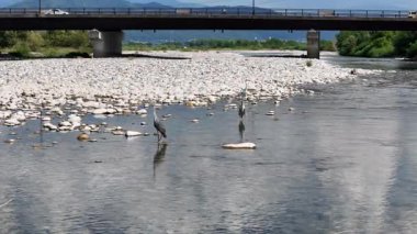 Leylekler durgun nehirde duruyor ağaçları yansıtıyor ve arka planda bulutlu gökyüzü