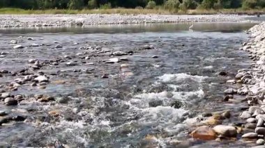 Storks standing in flowing river water with rocks and greenery in background