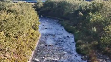 Leylek, sakin nehrin üzerinde uçuyor yemyeşil arazide akıyor.