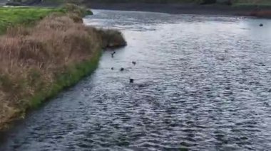 Ducks swimming in calm river surrounded by grass