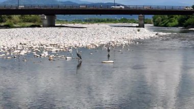 Two herons standing on rocks near flowing river
