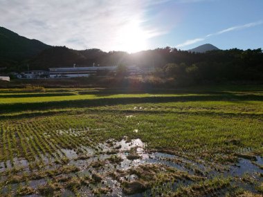 Üzerinde güneş parlayan bir çimen tarlası. Güneş gökyüzünde ve çimenler yeşil