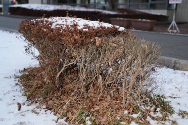 Ölü dalları ve yerde yaprakları olan bir çalı. Çalılık karla kaplı. Kar beyaz ve kabarık