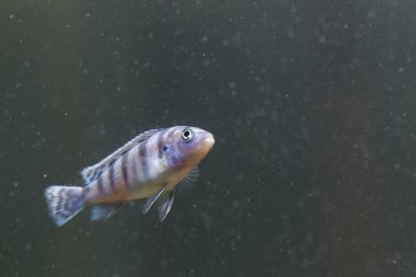 Zebra balığı hayvan sanatını yakından inceler.