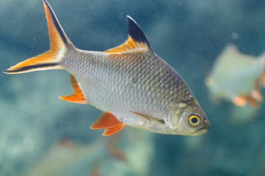 sazan incelikle yüzmek