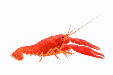 hayvan izole kapatmak karides