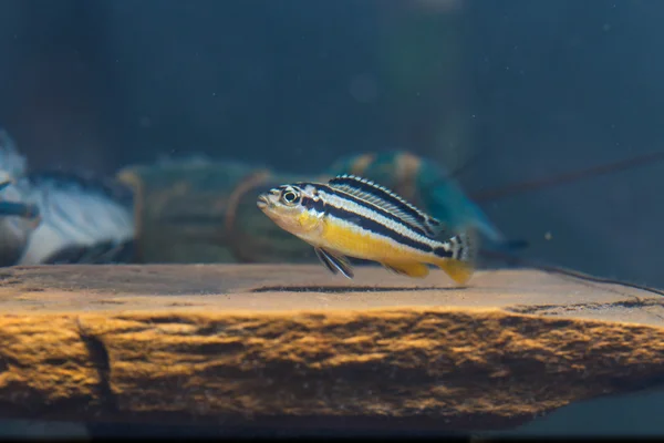 Zebra Fish Крупним Планом Деталі Мистецтва Тварин — стокове фото