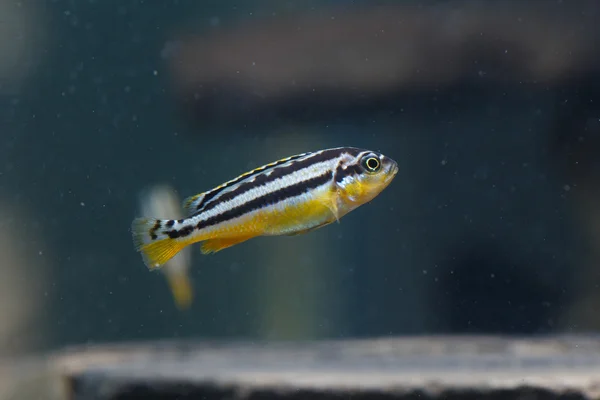 Zebra Fish Closeup Background — 스톡 사진