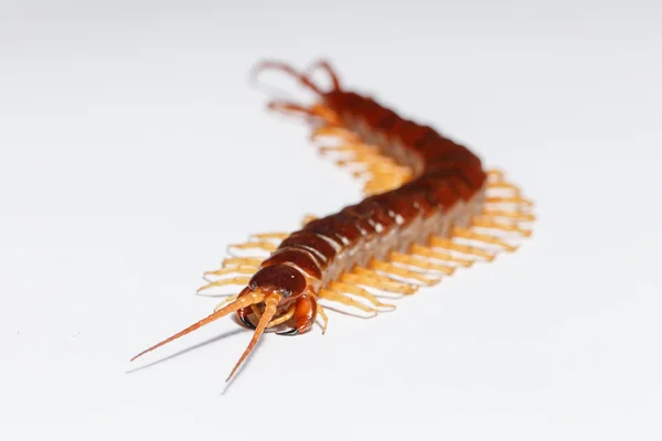 Centipede Крупним Планом Деталі Тварини Ізольовані — стокове фото
