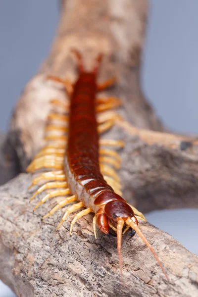 Centipede Filialen — Stockfoto