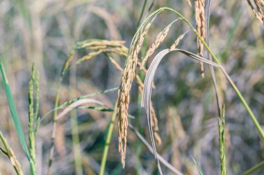 başak closeup detay doğa gıda sanatı