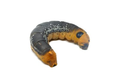 Kelebek larva, solucan, beyaz arka plan.