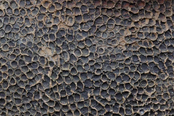 Çizgili kabuk closeup detay doku arka plan sanat