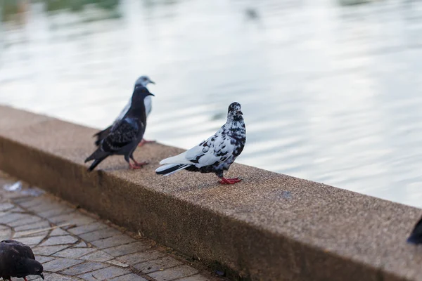 鳩の詳細動物芸術 — ストック写真