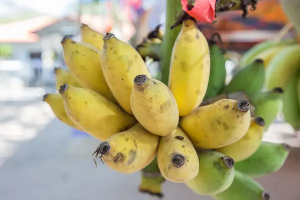 Eine Banane Nahaufnahme Detail Frucht — Stockfoto