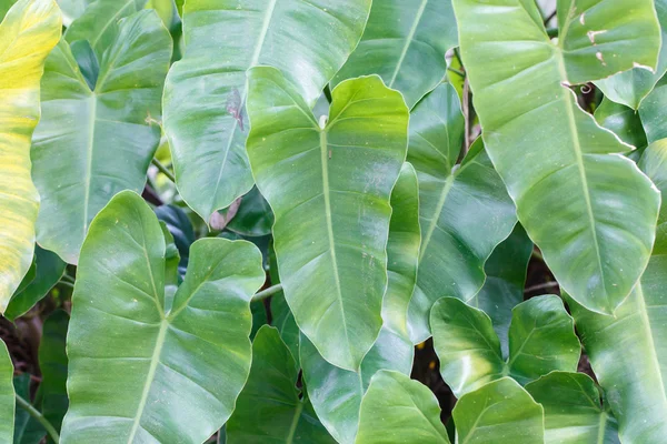 Gran Hoja Detalle Naturaleza Fondo Arte —  Fotos de Stock