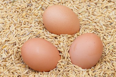 Paddy closeup ayrıntı gıda ile tavuk