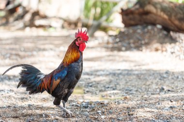 dövüş horozu closeup evde beslenen hayvan hayvan 