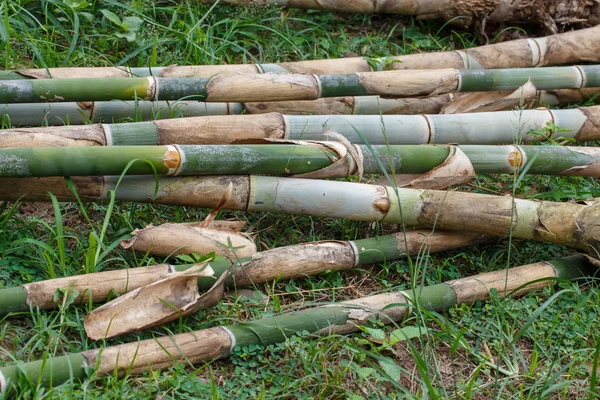 Bambus Nahaufnahme Detail Natur Holz Kunst — Stockfoto
