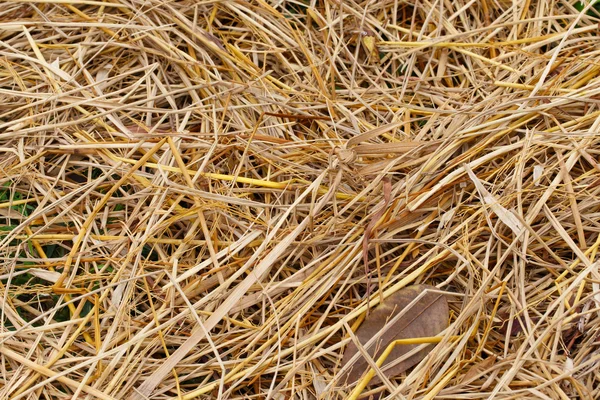 Straw Closeup Detail Texture Nature — Stock Photo, Image