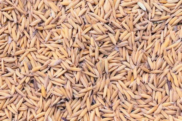 水稻细节纹理食品艺术 — 图库照片