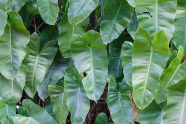 büyük yaprak closeup detay doğa arka plan