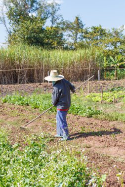 Bir komisyon tutan çiftçi bahçıvan