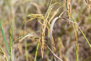 Spike closeup detay doğa 