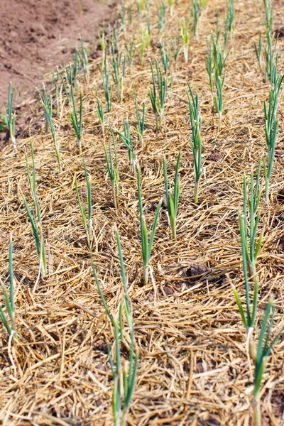 Onions Grown Soil Detail Vegetable — Stock Photo, Image