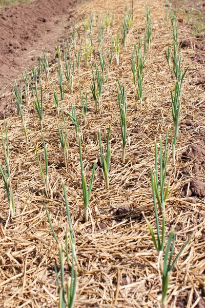 Onions Grown Soil Detail — Stock Photo, Image