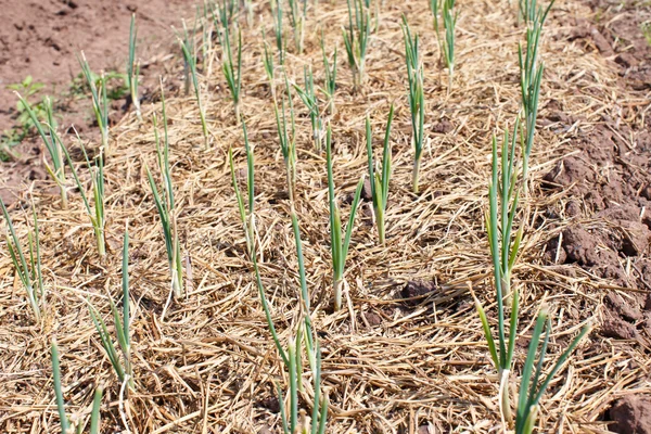 Onions Grown Soil Detail — Stock Photo, Image